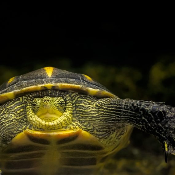 turtle-g8b4865447_1920